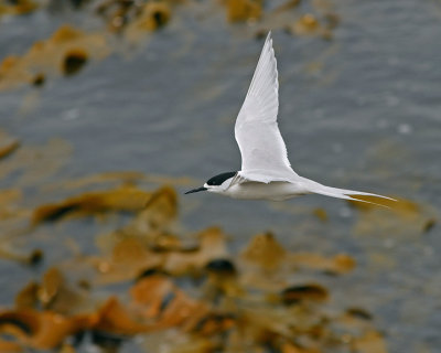 White Fronted Tern