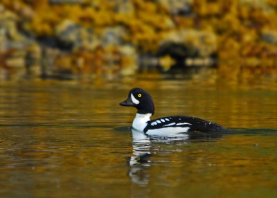 Barrow's Goldeneye