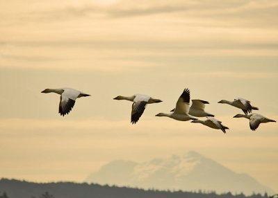 Evening Flight