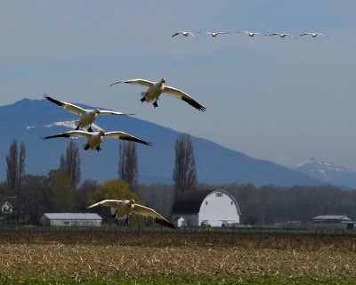 Snow Goose Gallery