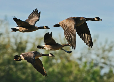 Formation