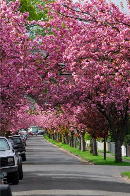 Longview Cherry Blossoms