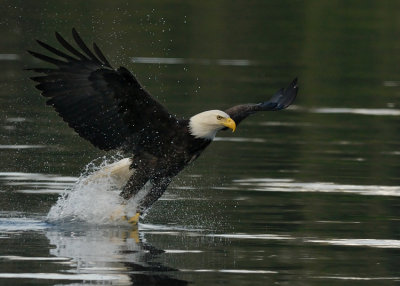 Fishing Sequence-2