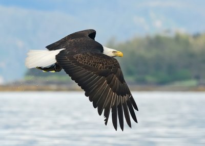 2008 Eagles Gallery