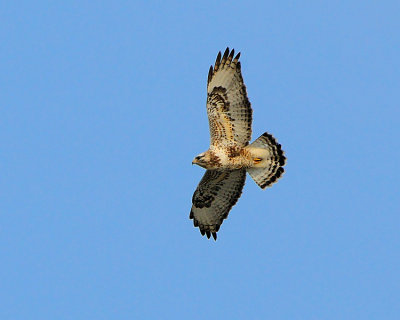 Rough Legged Hawk