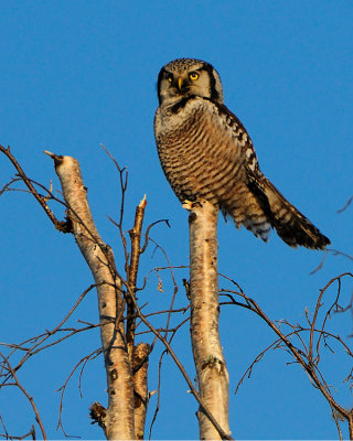 Northern Hawk Owl