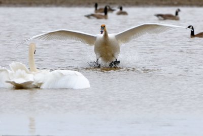 Swans fighting-2