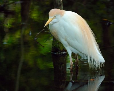 Cattle Egret
