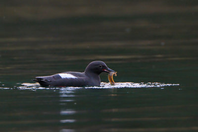 Pigeon Guillemot