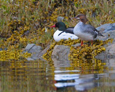 Common Merganser