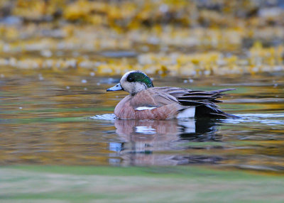 American Wigeon(drake)