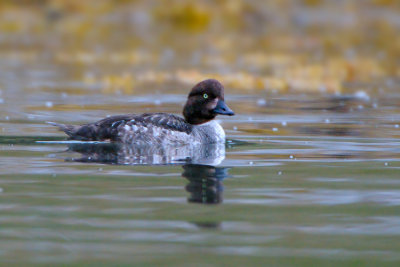 Common Goldeneye (hen)