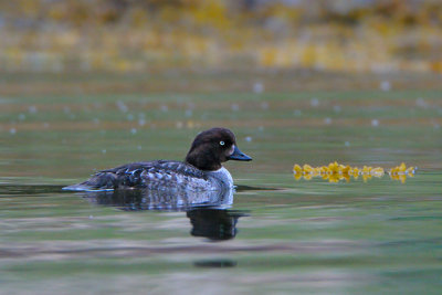 Common Goldeneye (hen)