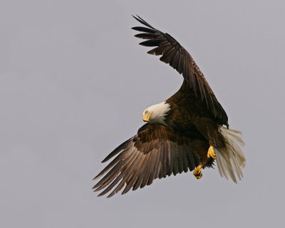 g1/36/815436/3/113799495.dlYoel30.jpg