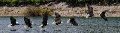 Eagle Catching Fish