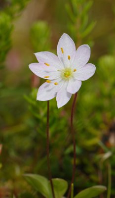 Starflower