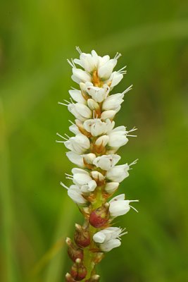 Alpine Bistort