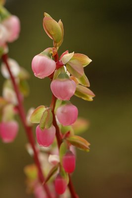 Early Blueberry