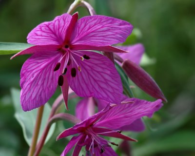 Dwarf Fireweed