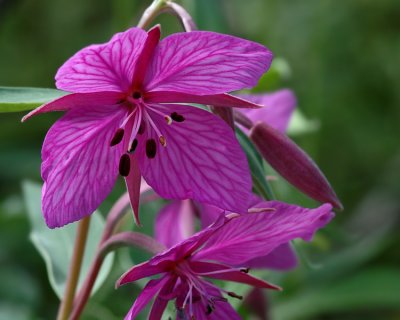 Dwarf Fireweed