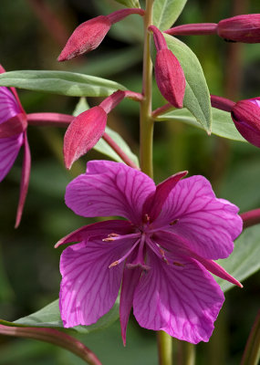 Dwarf Fireweed