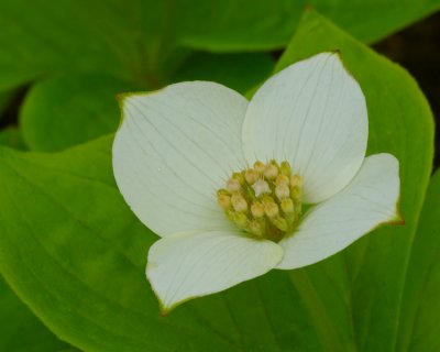 Dwarf Dogwood