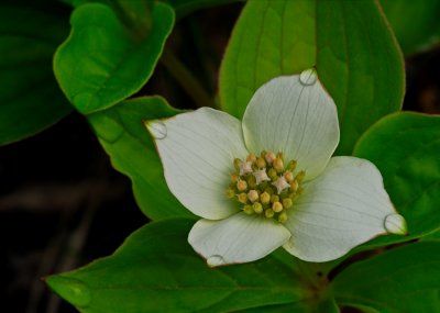 Dwarf Dogwood