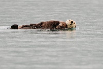 Cuddles
