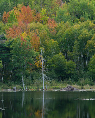 Beaver Pond