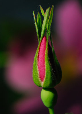 Prickly Rosebud