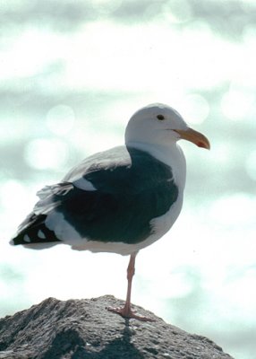 California Gull