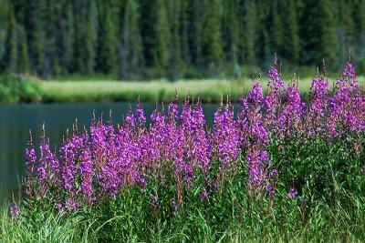 Fireweed