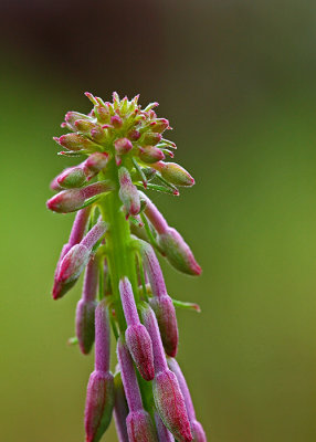 Fireweed Top