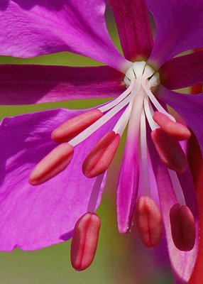 Fireweed Bloom