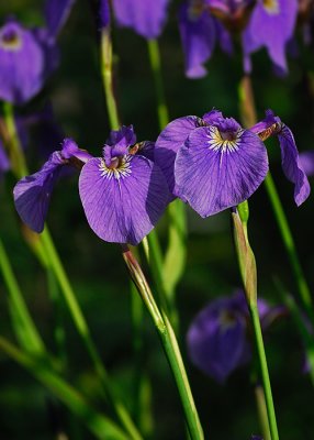 Iris