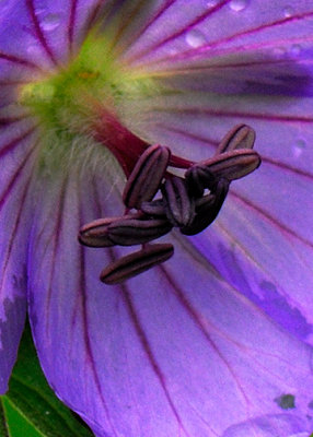 Geranium