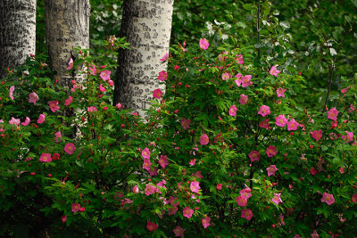 Prickly Roses