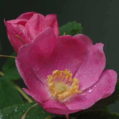 Prickly Rose