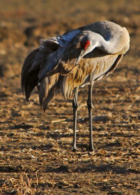 Preening