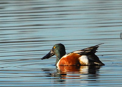 Northern Shoveler (drake)