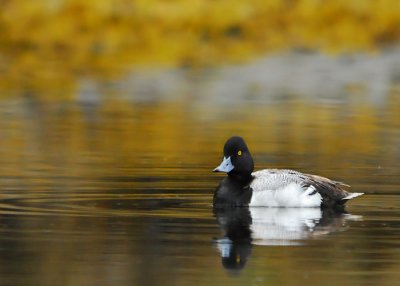 Lesser Scaup (drake)