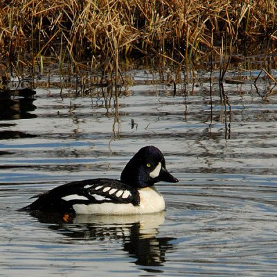 Barrow's Goldeneye (drake)