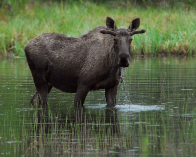 Spring Bull Moose