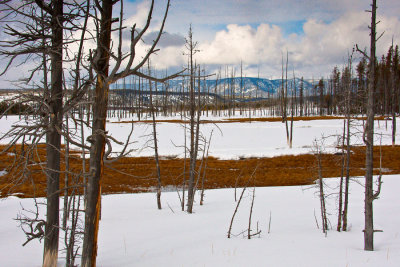 Trees- Mid Geyser Basin