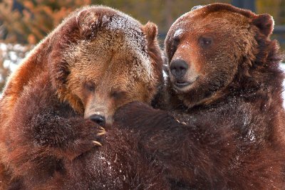 Grizzly Bears Playing