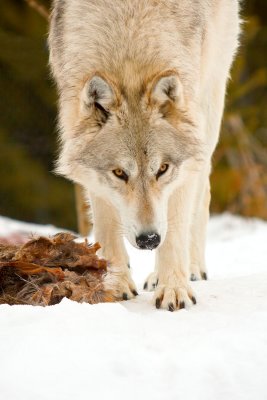 Gray Wolf