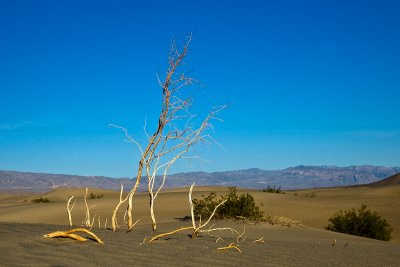 Mesquite Dunes