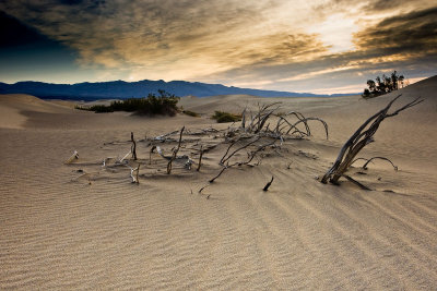 Mesquite Dunes