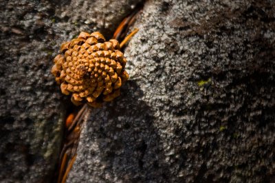 Pine Cone on Rock