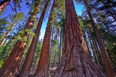 Mariposa Grove Giant Sequoia's